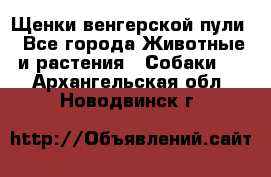 Щенки венгерской пули - Все города Животные и растения » Собаки   . Архангельская обл.,Новодвинск г.